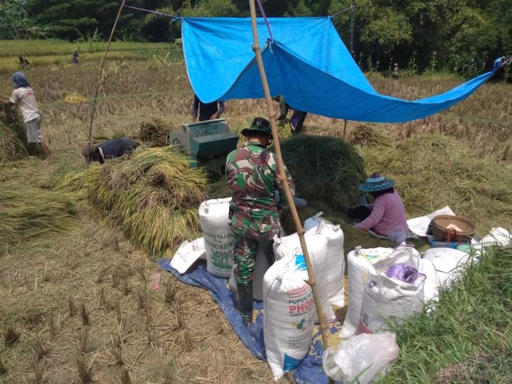 Satuan Tugas TMMD Kodim Bojonegoro Membantu Mengemas Gabah Milik Sarimin